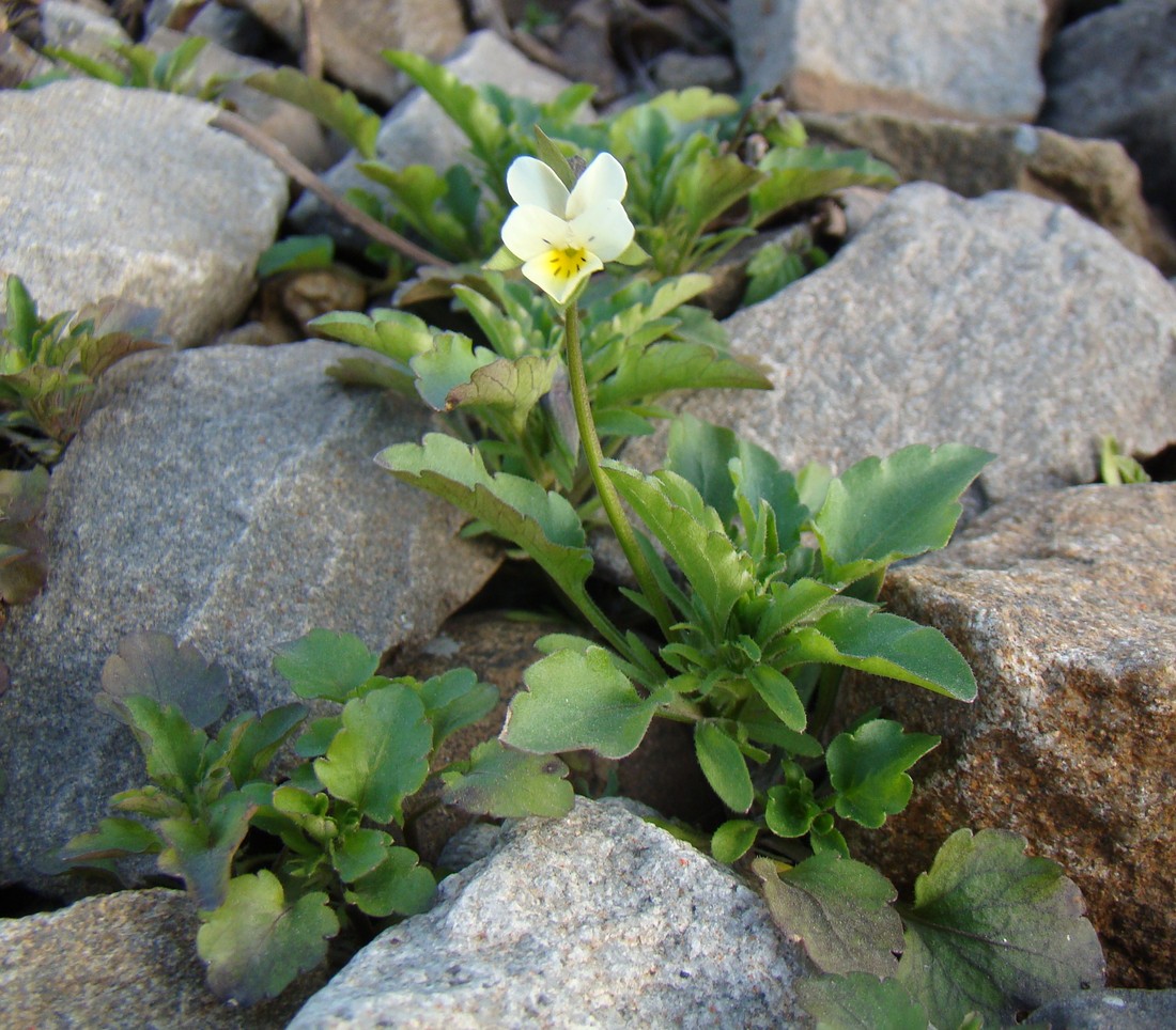 Image of Viola arvensis specimen.