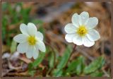 genus Dryas