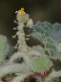 Chrozophora plicata