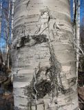 род Betula