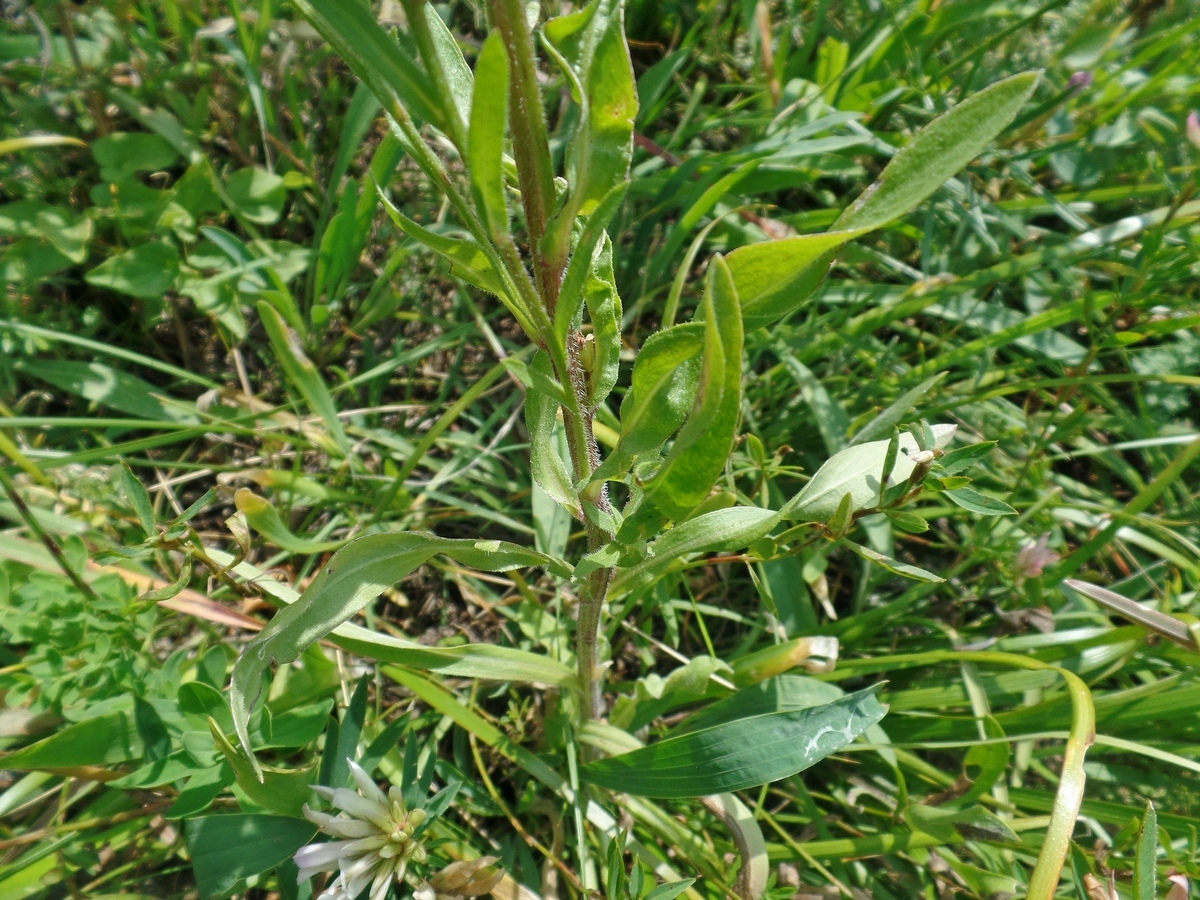 Image of Erigeron podolicus specimen.