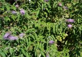 Buddleja davidii