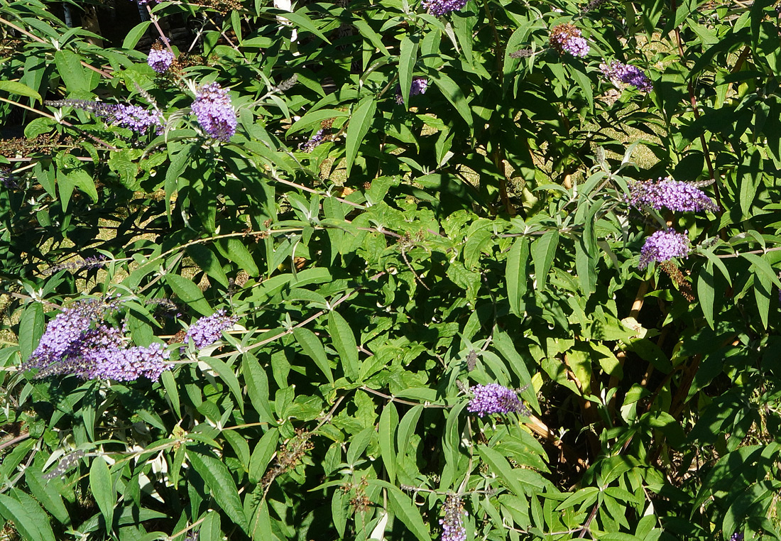 Image of Buddleja davidii specimen.