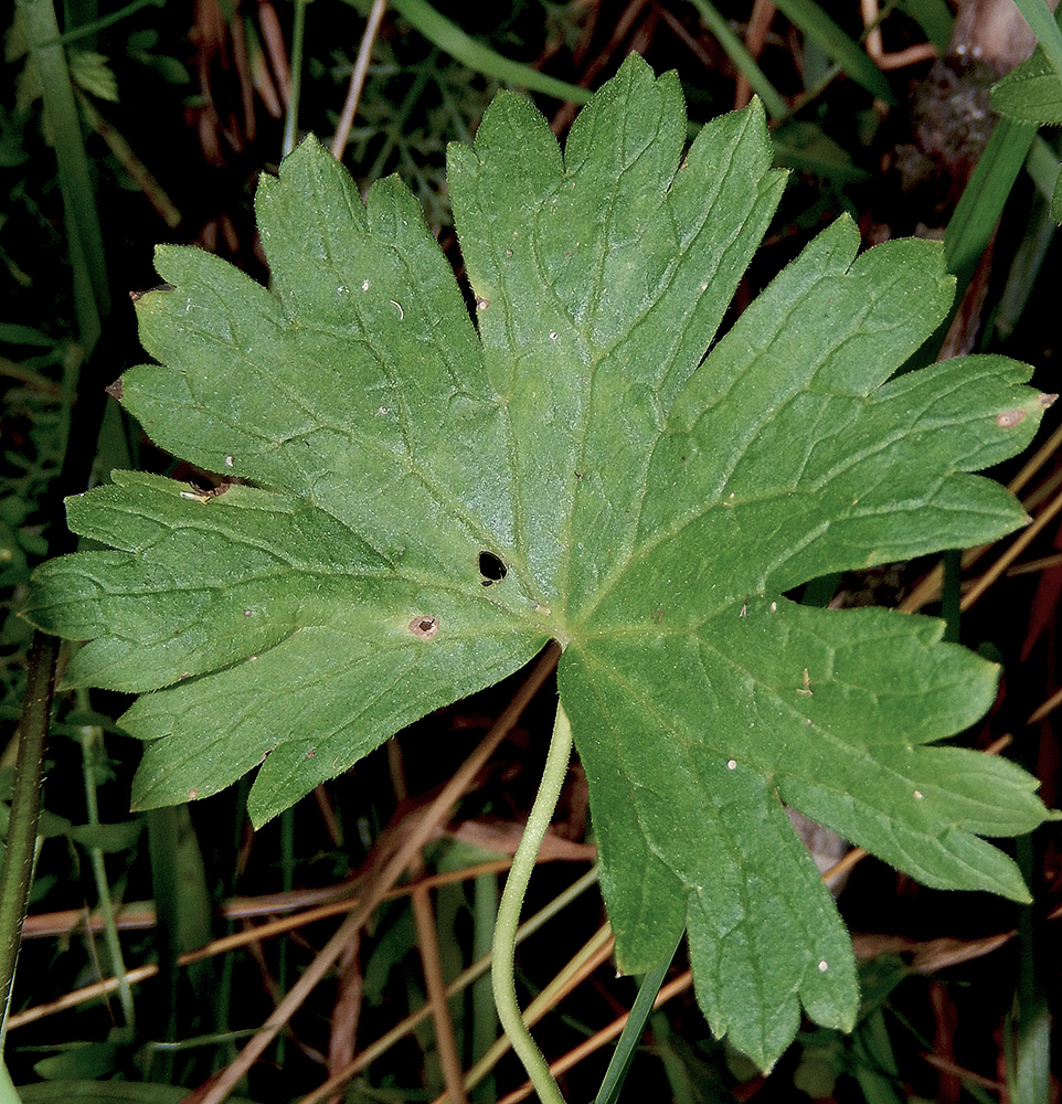 Изображение особи Geranium depilatum.