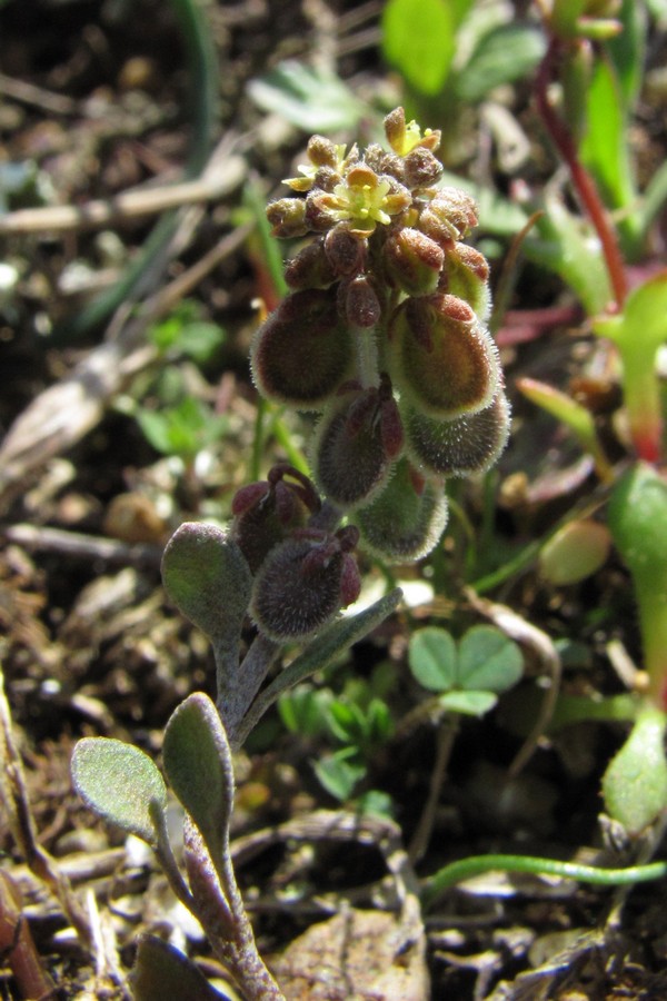 Image of Clypeola jonthlaspi specimen.