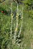 Verbascum undulatum