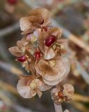 Anabasis articulata. Соплодие с завязавшимися и зреющими плодами. Израиль, восточный Негев, горная гряда Хатира, западная граница кратера Большой (кратер Йерухам), у истока нахаль Йерухам, выс. ок 600 м н.у.м. 21.01.2016.