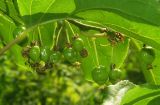 Actinidia arguta