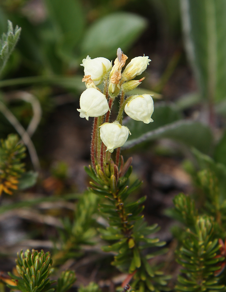 Image of Phyllodoce aleutica specimen.