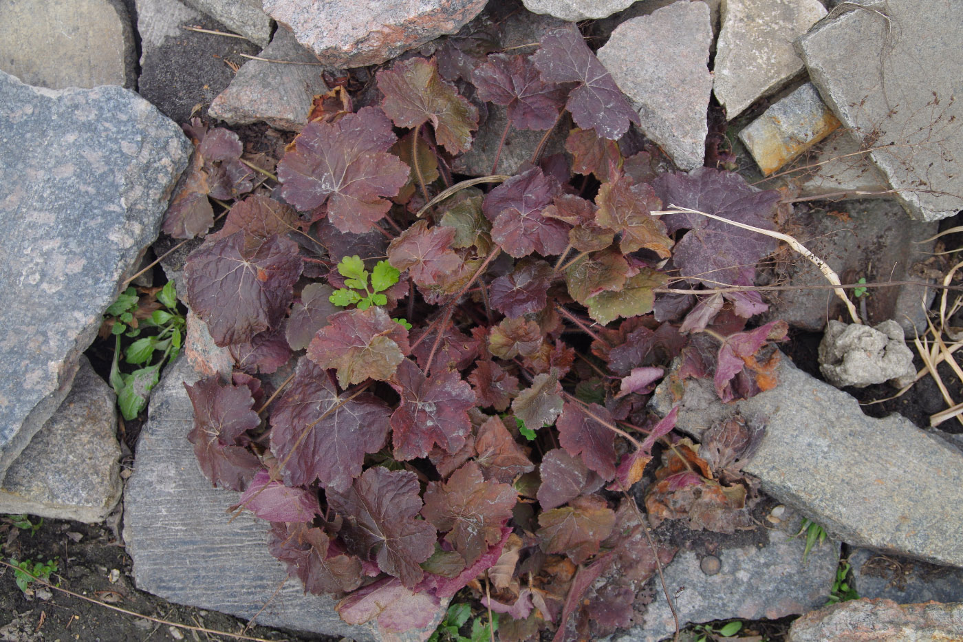 Image of genus Heuchera specimen.