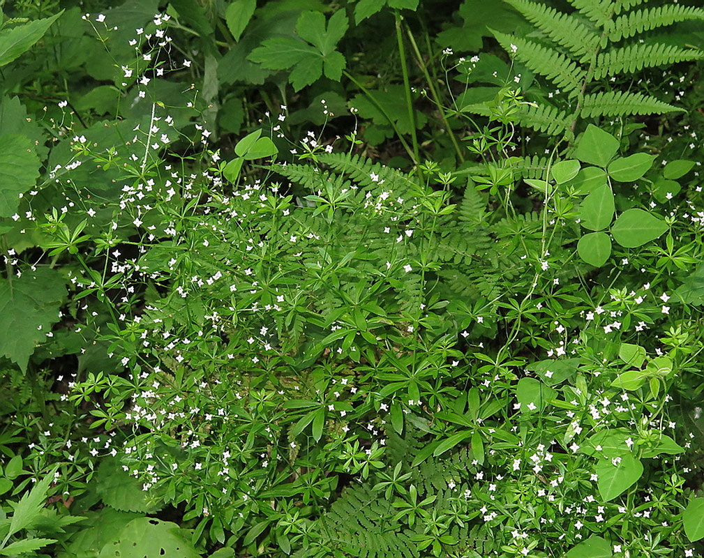 Image of Galium davuricum specimen.