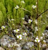 Alisma orientale