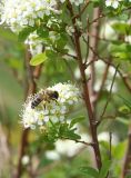 Spiraea media