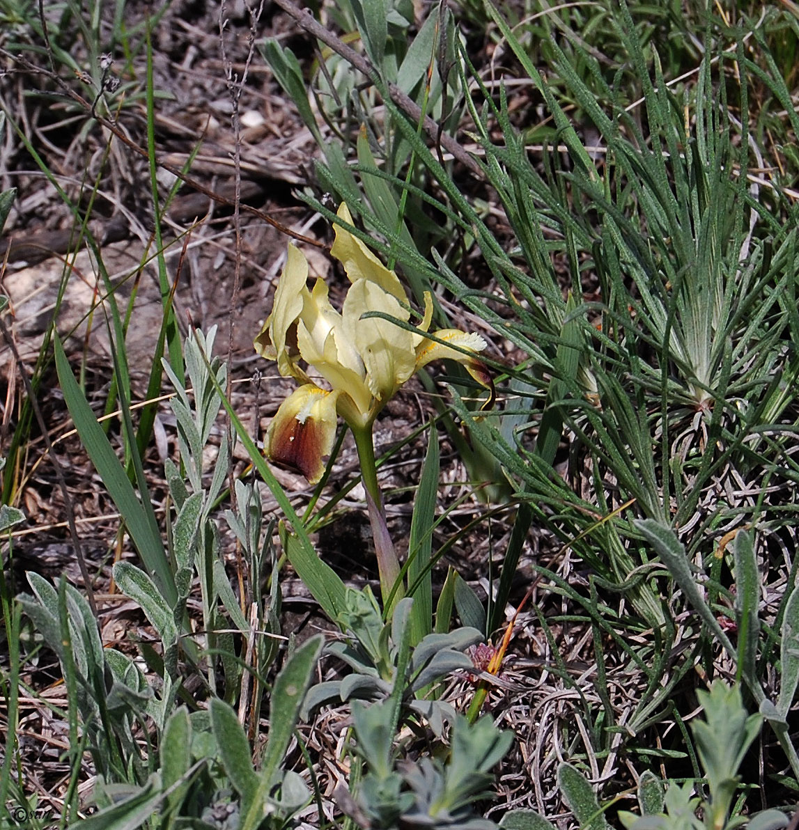 Изображение особи Iris pumila.