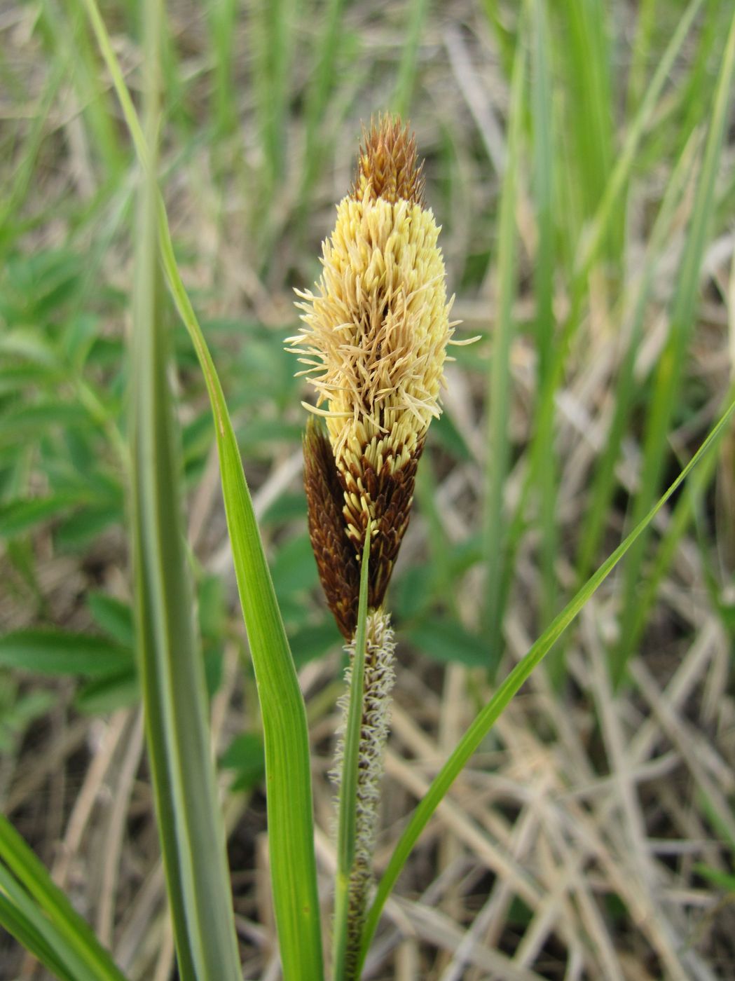 Изображение особи род Carex.