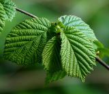 Corylus avellana. Молодые листья. Московская обл., Раменский р-н, окр. ж.-д. платформы Хрипань, смешанный лес у ЛЭП. 12.05.2017.