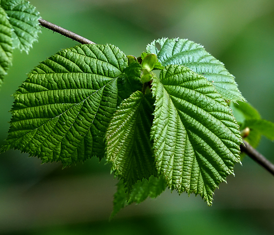 Image of Corylus avellana specimen.