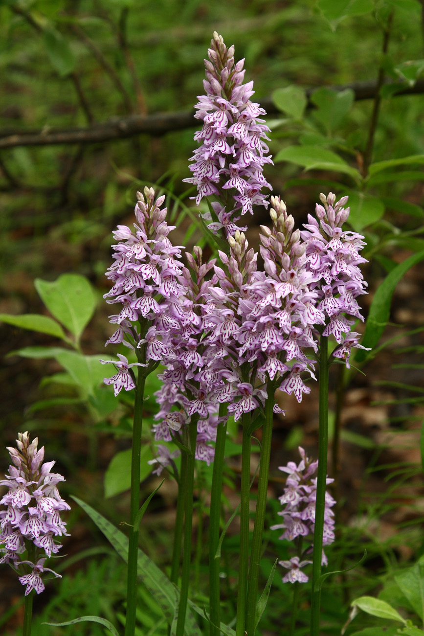 Изображение особи Dactylorhiza fuchsii.