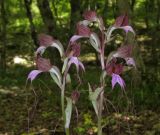 Himantoglossum comperianum. Соцветия. Крым, окр. Севастополя, Чернореченский каньон, дубовый лес. 26 мая 2017 г.