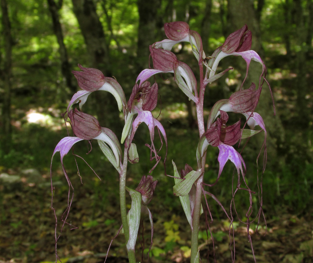 Image of Himantoglossum comperianum specimen.