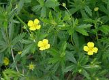 Potentilla erecta. Верхушки побегов с цветками и бутонами. Ярославская обл., Переславский р-н, с. Большая Брембола, луг у р. Ветлянка. 10.06.2017.