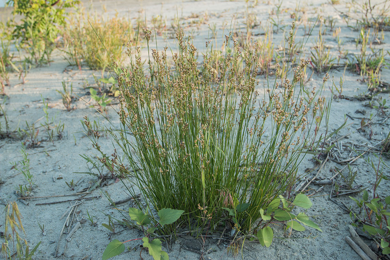 Изображение особи Juncus inflexus.