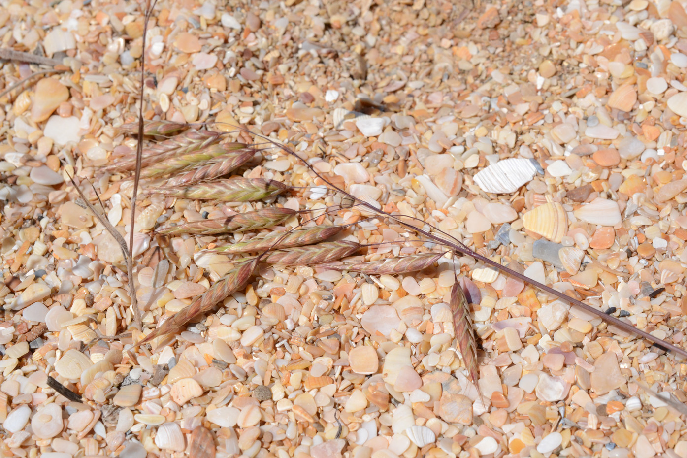 Image of genus Bromus specimen.