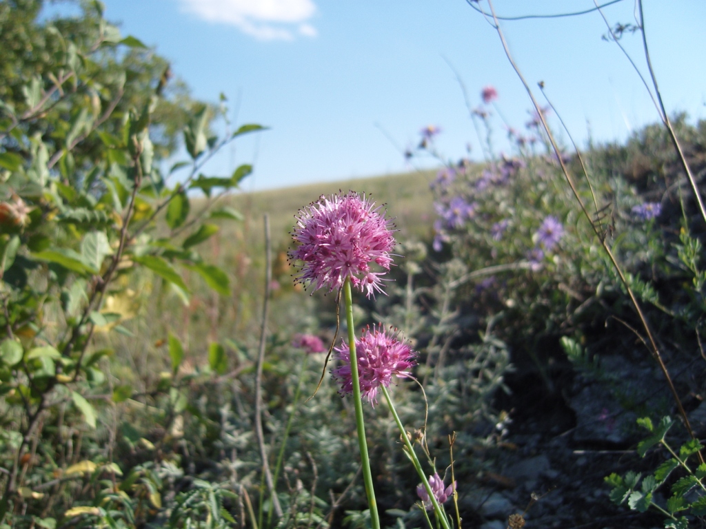 Image of Allium globosum specimen.