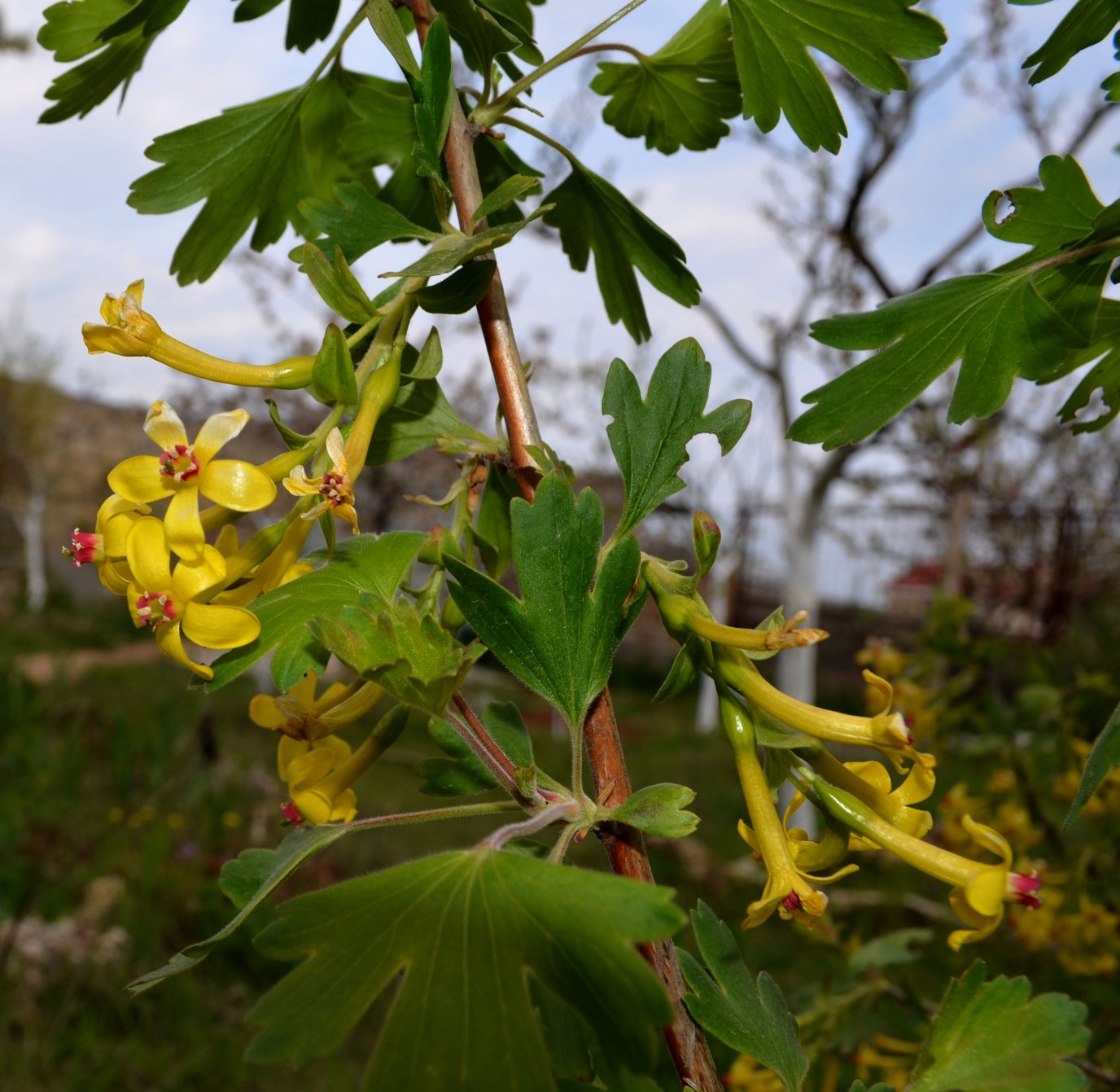 Изображение особи Ribes aureum.