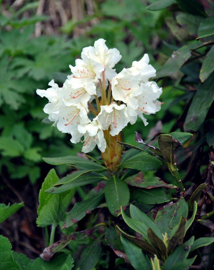 Image of Rhododendron caucasicum specimen.