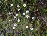 Minuartia circassica