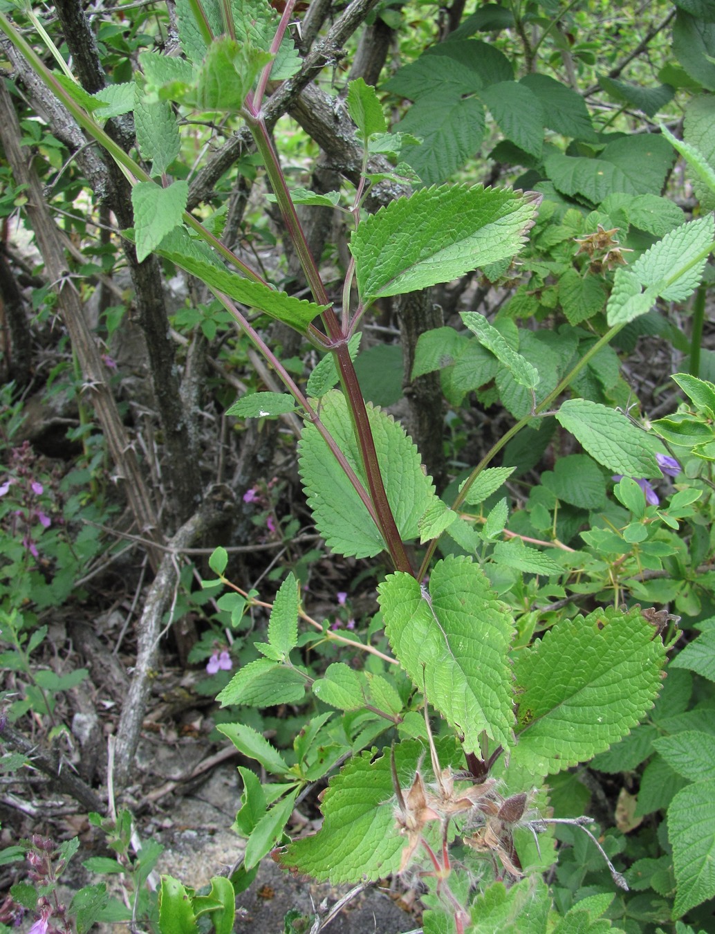 Image of Nepeta grandiflora specimen.