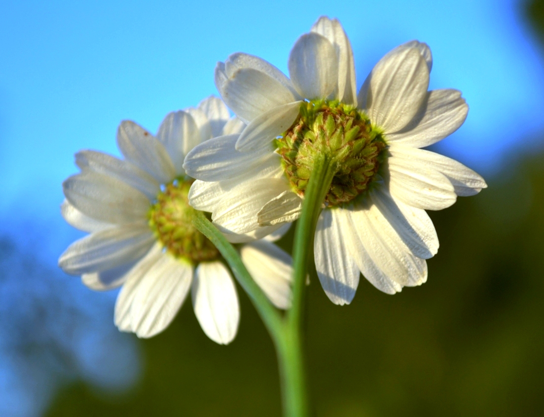 Image of Pyrethrum corymbosum specimen.