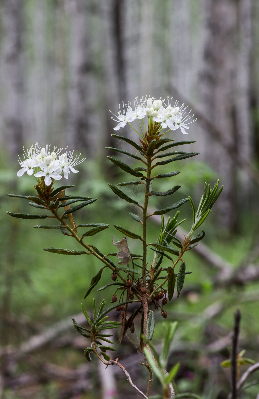 Image of Ledum palustre specimen.