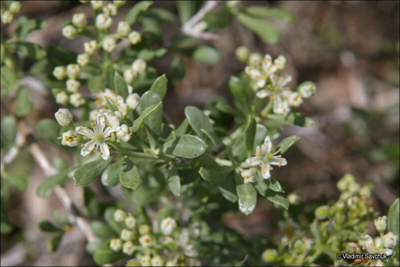 Image of Nitraria schoberi specimen.