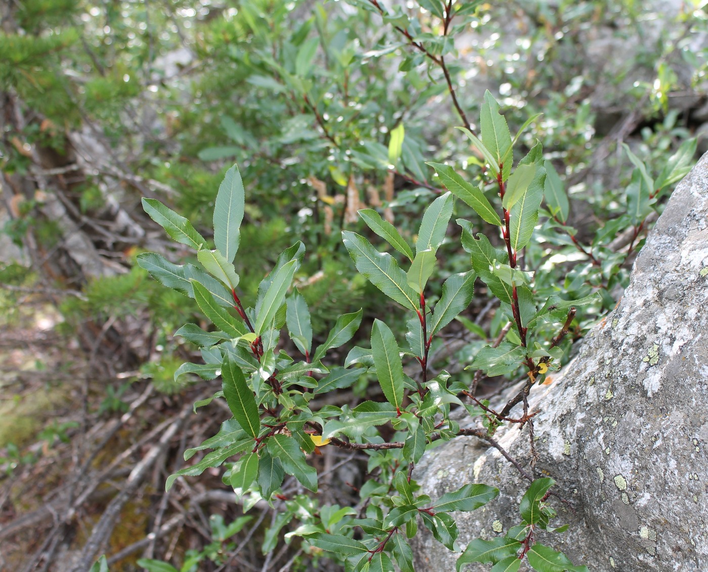 Изображение особи Salix kazbekensis.