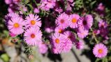 Symphyotrichum novae-angliae