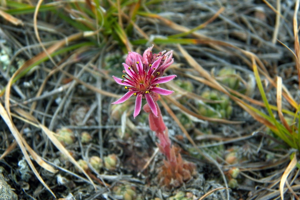 Image of Sempervivum pumilum specimen.