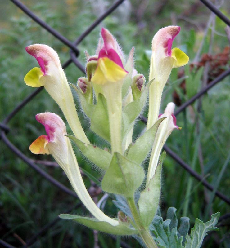 Изображение особи Scutellaria transiliensis.