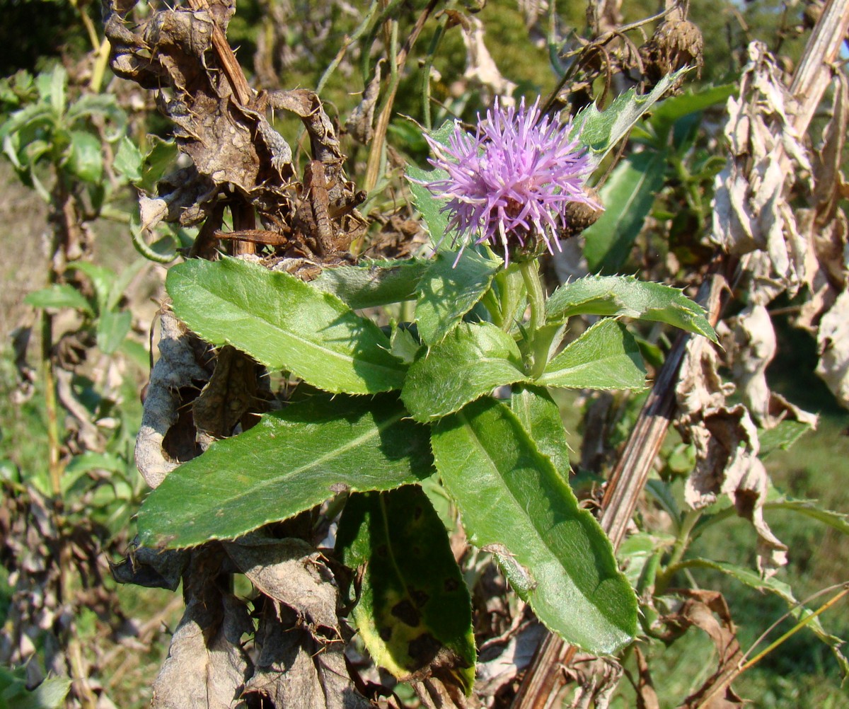 Изображение особи Cirsium incanum.