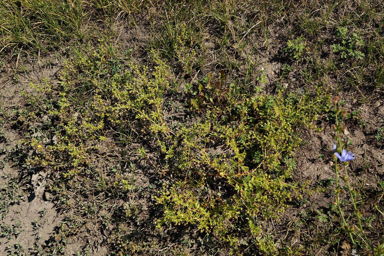 Image of Potentilla supina specimen.