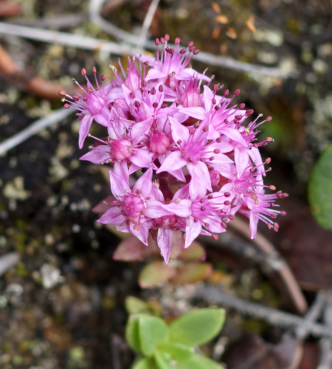 Image of Hylotelephium cyaneum specimen.