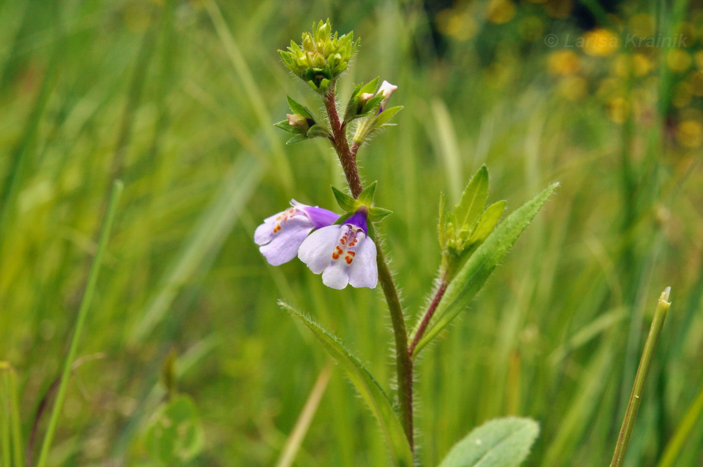 Image of Mazus stachydifolius specimen.