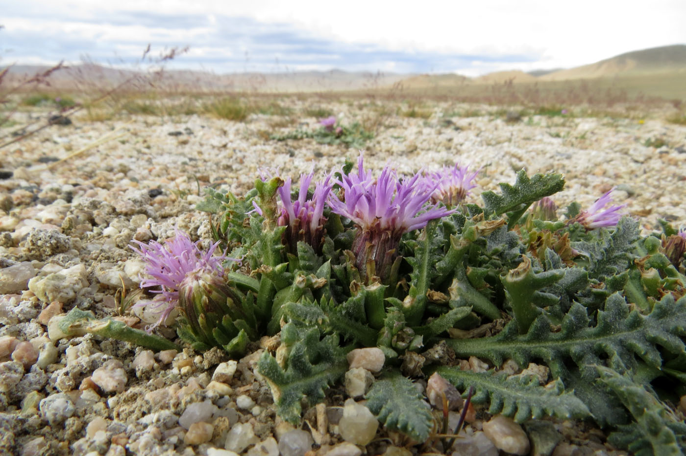 Изображение особи Saussurea ceterachifolia.