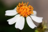 Bidens pilosa