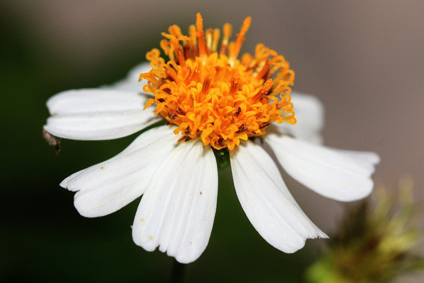 Изображение особи Bidens pilosa.