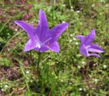 Campanula wolgensis. Цветок. Средний Урал, Свердловская обл., городской округ Первоуральск, окр. с. Слобода, правый берег р. Чусовая, луг на террасе над известняковыми скалами. 15.07.2017.