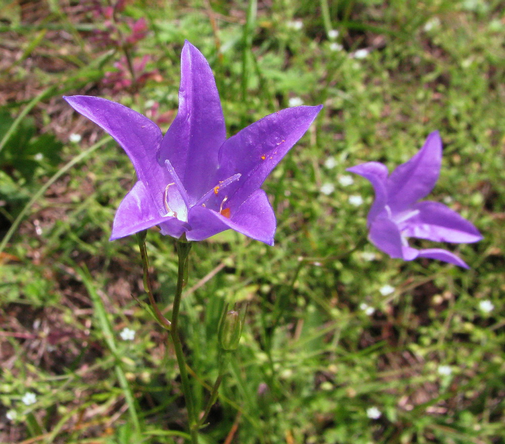 Изображение особи Campanula wolgensis.