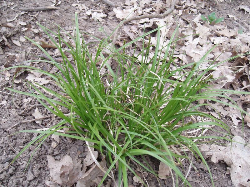 Изображение особи Carex muricata.