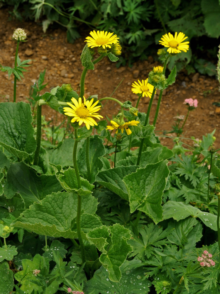 Изображение особи Doronicum macrophyllum.